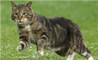 猫咪跑步气喘的原因是什么