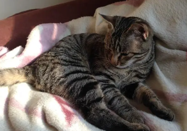 土猫绝育之前必须打疫苗么?速来了解一波 土猫绝育之前必须打疫苗么?速来了解一波