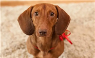 短毛腊肠犬耳朵护理方法，你知道吗？