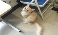 学生党养猫如何不被家长发现