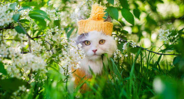 什么植物对猫咪有害处
