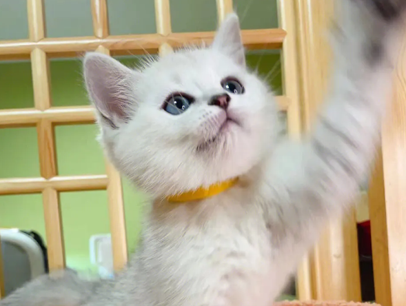 英短猫银渐层难养吗?想养的看过来 英短猫银渐层难养吗?想养的看过来
