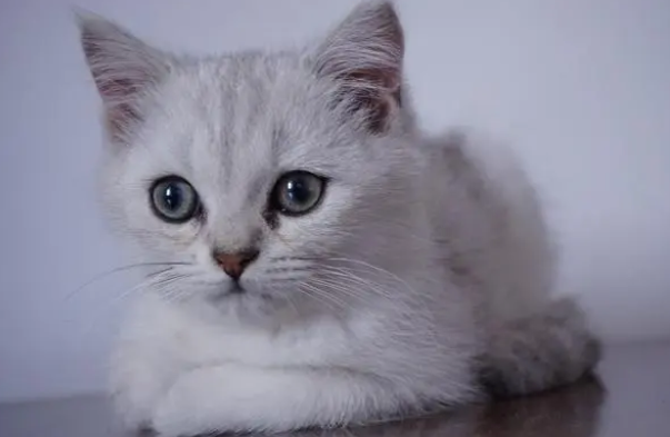 猫咪的跳跃能力