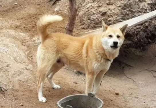 土狗突然不吃不喝没精神是怎么了