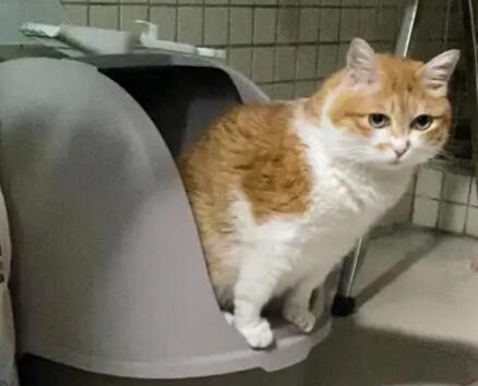 猫咪为什么需要上厕所 猫咪为什么需要上厕所