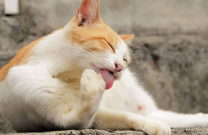 猫猫为什么喜欢舔我