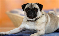巴哥犬掉毛严重怎么办?来这里看看吧