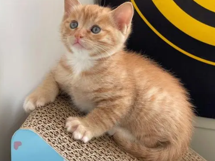 5个月大的猫还能认主人吗