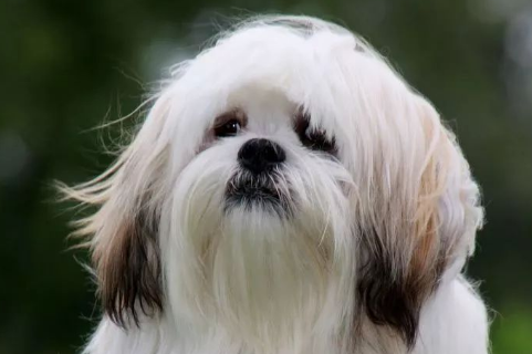 拉萨犬和西施犬的区别是什么？感兴趣的来看看吧