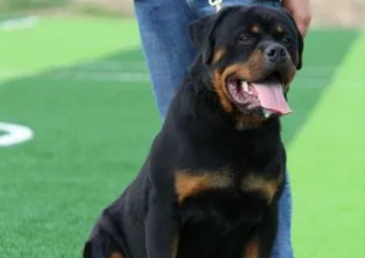 罗威纳犬如何看品相？小编来教教大家。