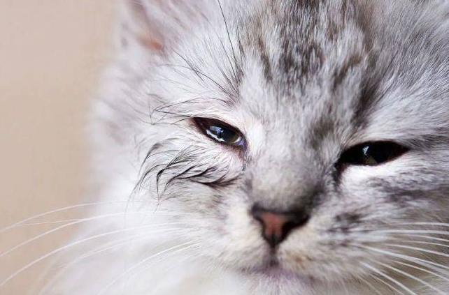 猫咪悲伤睡觉是什么原因