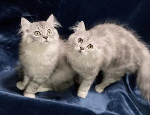 怎么判断是不是高地猫?饲主来看看吧 怎么判断是不是高地猫?饲主来看看吧