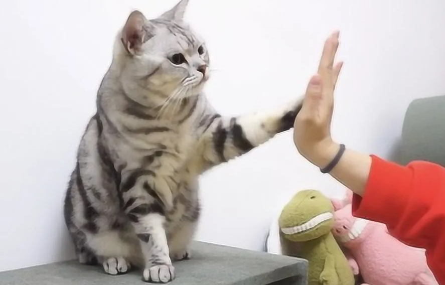 为什么不能跟猫咪握手