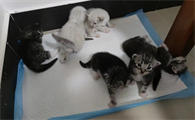 三亚领养猫咪