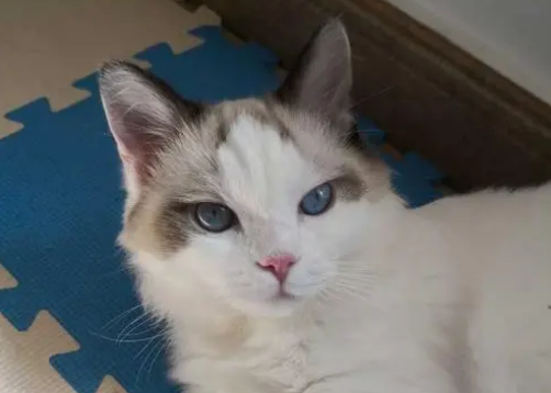 6个月的猫有多大图片