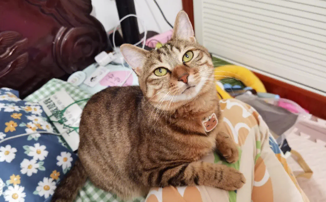 狸花猫长大后还会粘人吗 狸花猫长大后还会粘人吗