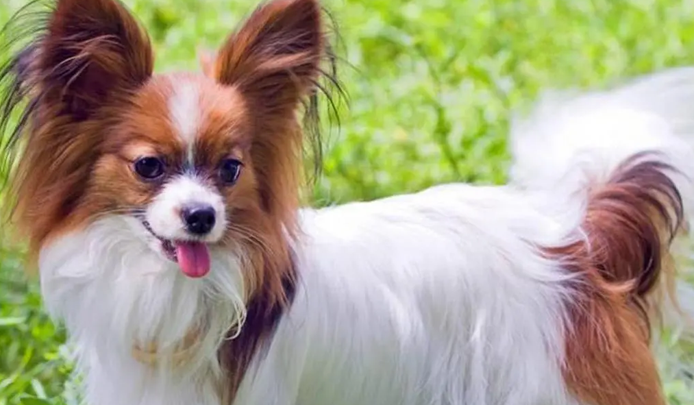 蝴蝶犬在哪买？线上线下都可