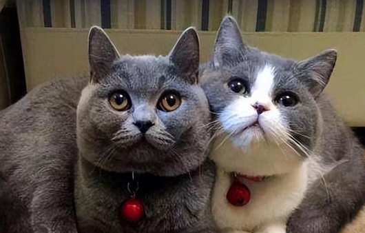 猫咪嘬人是什么意思