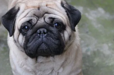 巴哥犬是哪个国家的?宠主可以了解一下! 巴哥犬是哪个国家的?宠主可以了解一下!