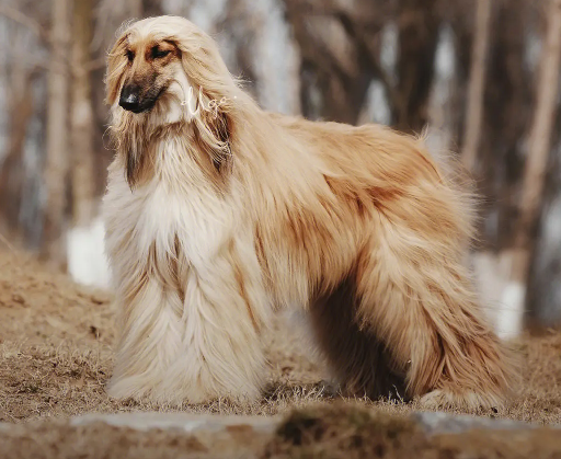 阿富汗猎犬毛怎么打理？有人知道吗？