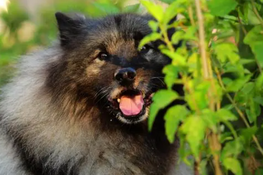 荷兰毛狮犬吃什么？该怎么饲养呢？