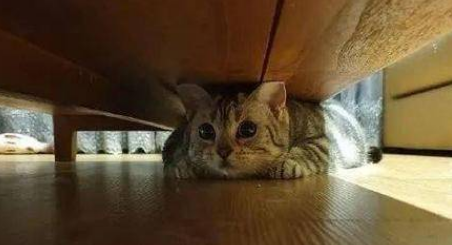 猫咪躲床底是因为什么