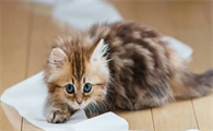 猫咪为什么站不稳走不稳全身无力了