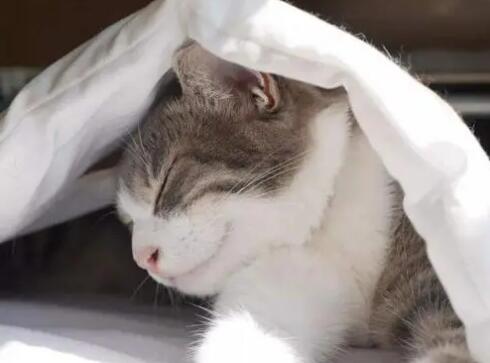 猫咪为什么喜欢在被窝放屁呢