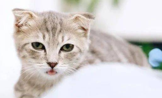 猫咪为什么老是乱叫