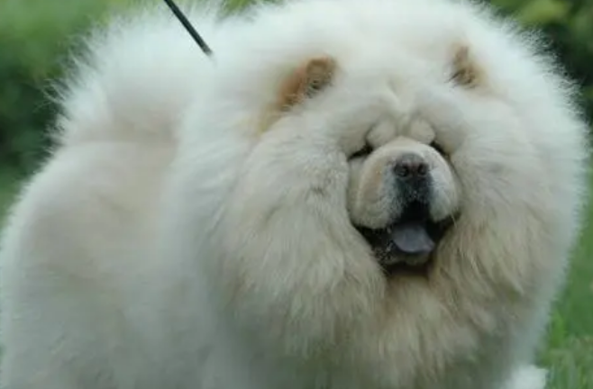 松狮犬什么时候发情？它多大发情？