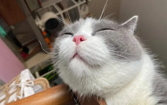 猫咪能吃少量猪油吗为什么呢 猫咪能吃少量猪油吗为什么呢