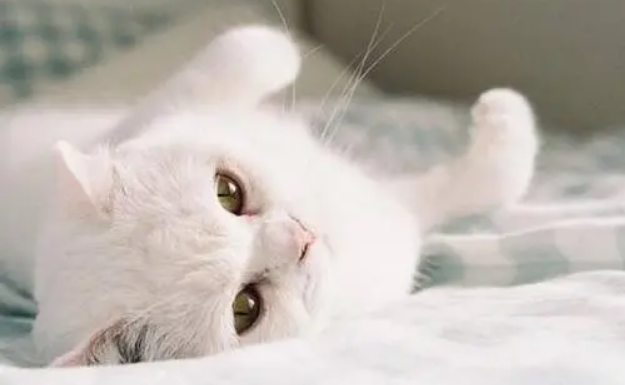 猫传腹早期三大症状图