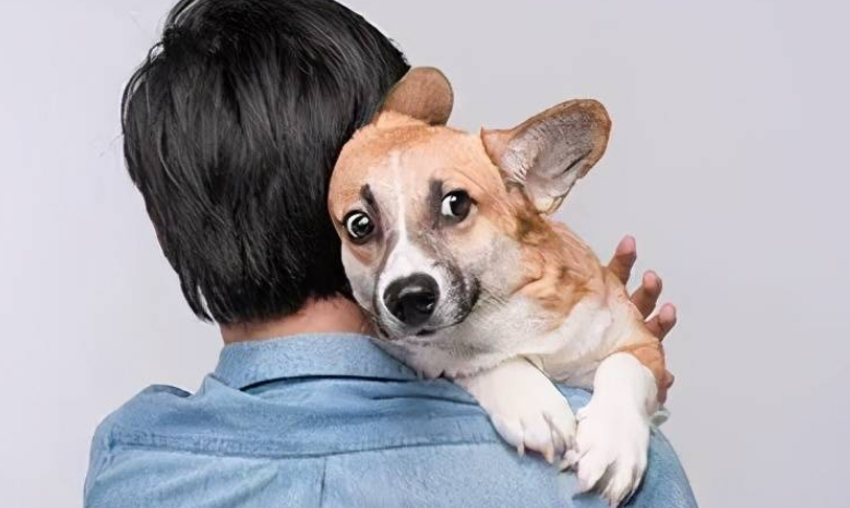 你家狗狗喜欢抱你的原因 你家狗狗喜欢抱你的原因