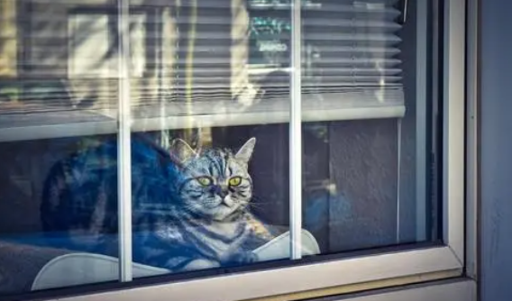 猫咪为什么关窗户