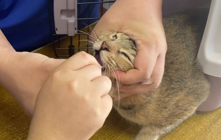 猫为什么要做核酸检测