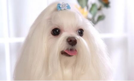 马尔济斯犬和西施犬有什么区别?有必要了解一下! 马尔济斯犬和西施犬有什么区别?有必要了解一下!