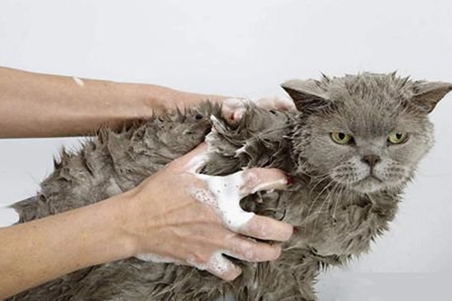猫咪身上为什么长虱子