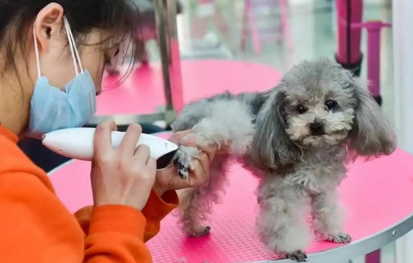 宠物美容师证有用吗