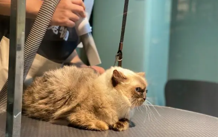 宠物店怎样给猫洗澡