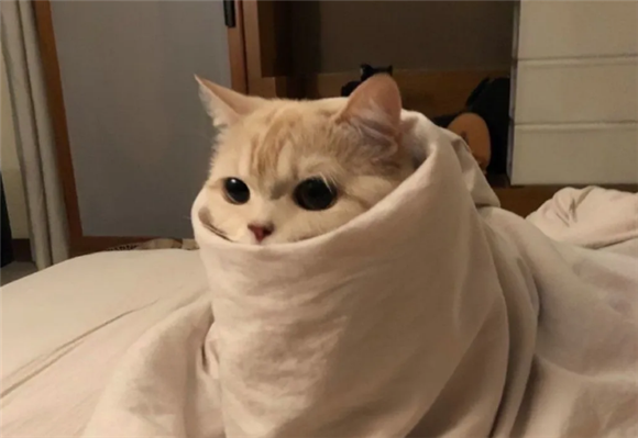 猫咪睁眼撒娇是为什么原因