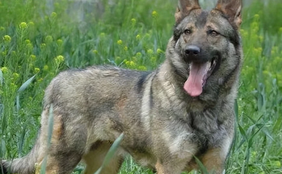 昆明犬是什么？它可是我国的军犬之王！