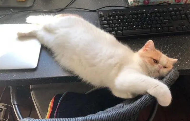 猫咪为什么会被主人踩到肚子