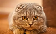 新手养猫养什么猫好