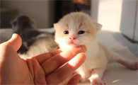 奶猫身上热乎乎的是正常吗