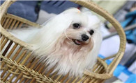 不知道西施犬怎么看品相?看这里吧