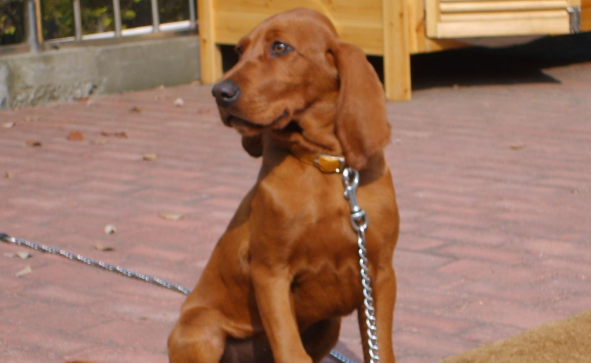 寻血猎犬怎么驱虫?注意要定期驱虫 寻血猎犬怎么驱虫?注意要定期驱虫