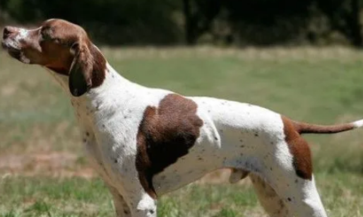 一文告诉你，英国猎狐犬和美国猎狐犬区别在哪？