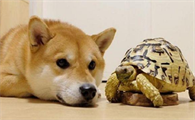 狗为什么怕乌龟