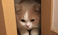 猫咪为什么发冷啊怎么回事