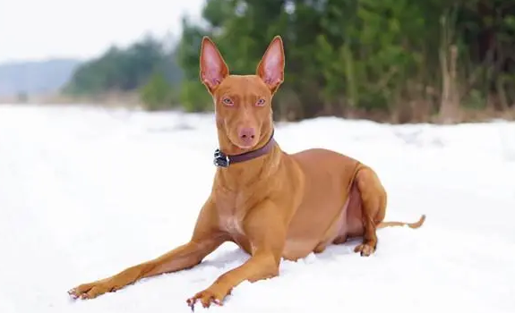 法老王猎犬怎么护理毛发?来看看吧 法老王猎犬怎么护理毛发?来看看吧
